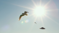 Un soleil éblouissant 